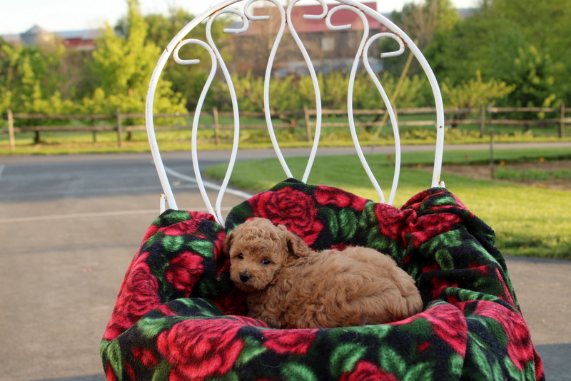 puppy, for, sale, Toy Poodle, Matthew B. Stoltzfus, dog, breeder, Gap, PA, dog-breeder, puppy-for-sale, forsale, nearby, find, puppyfind, locator, puppylocator, aca
